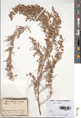 spécimen de Artemisia arborescens