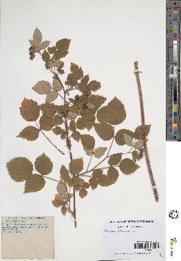 spécimen de Rubus idaeus