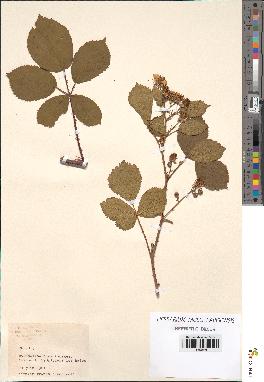 spécimen de Rubus sp.