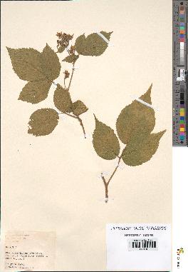 spécimen de Rubus sp.