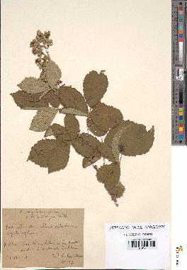 spécimen de Rubus tomentosus