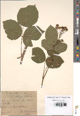 spécimen de Rubus macrophyllus