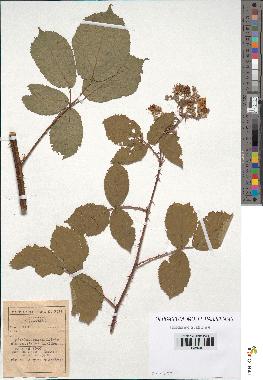 spécimen de Rubus sp.