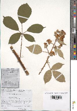 spécimen de Rubus argenteus