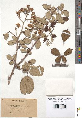 spécimen de Rubus ulmifolius