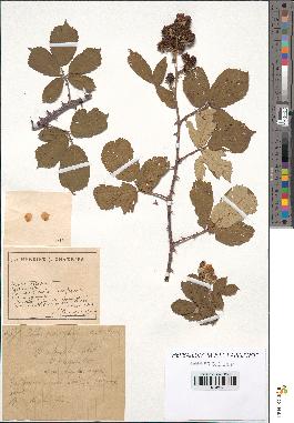 spécimen de Rubus ulmifolius