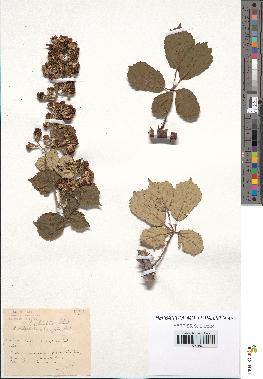 spécimen de Rubus ulmifolius