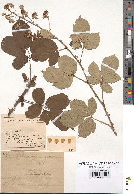 spécimen de Rubus ulmifolius