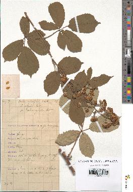 spécimen de Rubus ulmifolius