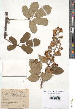 spécimen de Rubus ulmifolius