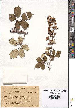 spécimen de Rubus ulmifolius