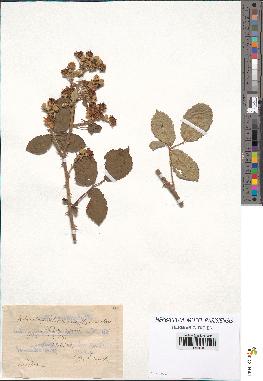 spécimen de Rubus ulmifolius