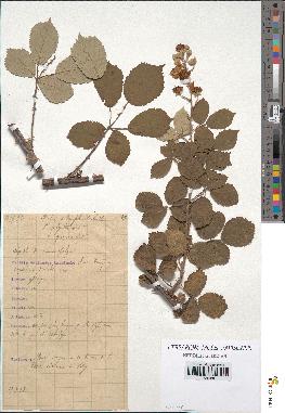 spécimen de Rubus ulmifolius