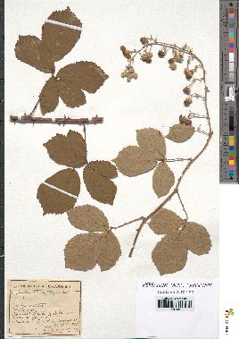 spécimen de Rubus ulmifolius