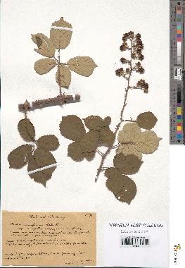 spécimen de Rubus ulmifolius