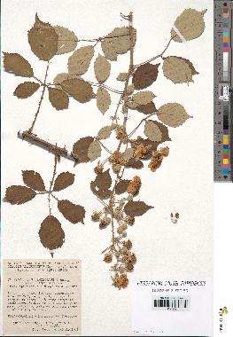 spécimen de Rubus ulmifolius