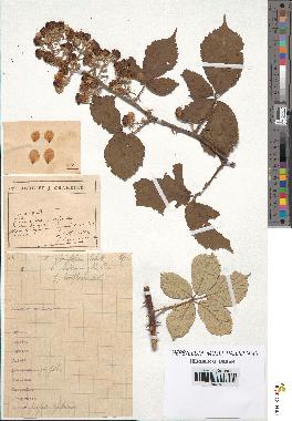 spécimen de Rubus ulmifolius