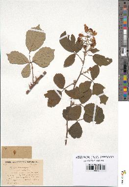 spécimen de Rubus heteromorphus