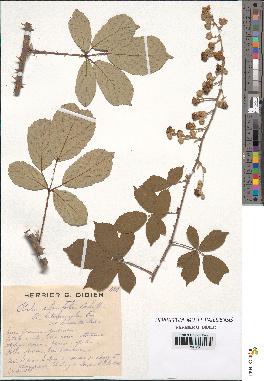 spécimen de Rubus ulmifolius