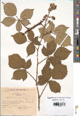 spécimen de Rubus argenteus