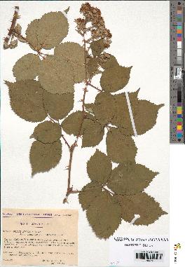 spécimen de Rubus argenteus