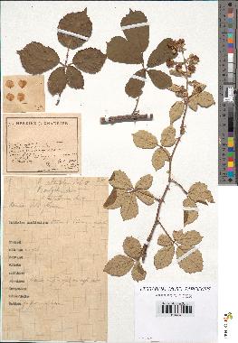 spécimen de Rubus ulmifolius