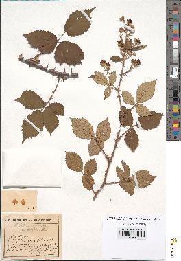 spécimen de Rubus heteromorphus