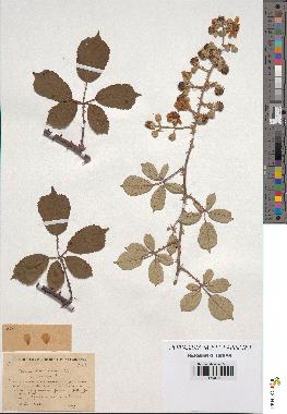 spécimen de Rubus heteromorphus