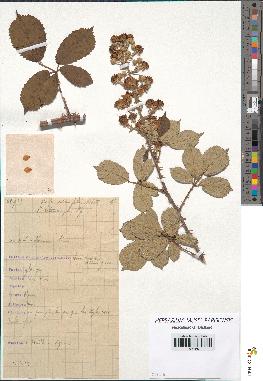 spécimen de Rubus ulmifolius