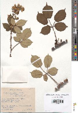 spécimen de Rubus ulmifolius