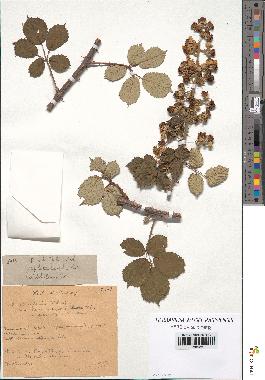 spécimen de Rubus ulmifolius