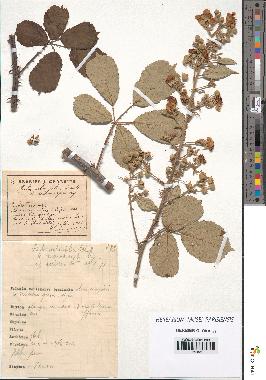 spécimen de Rubus ulmifolius