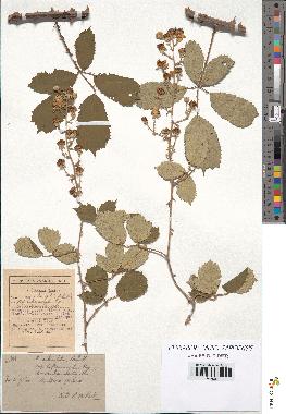 spécimen de Rubus ulmifolius