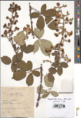 spécimen de Rubus ulmifolius