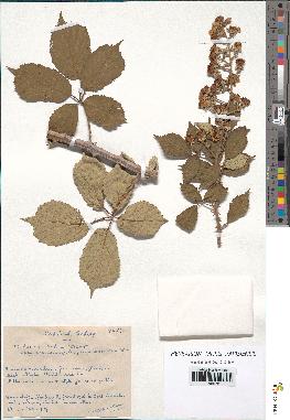 spécimen de Rubus ulmifolius