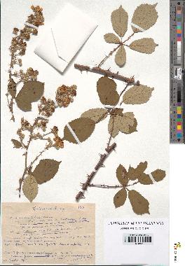 spécimen de Rubus ulmifolius