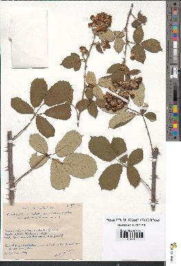 spécimen de Rubus ulmifolius
