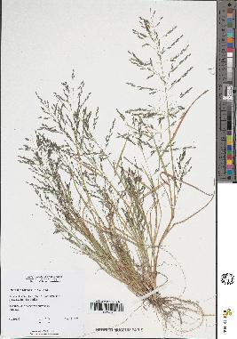 spécimen de Eragrostis pectinacea