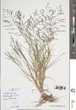 spécimen de Eragrostis pectinacea