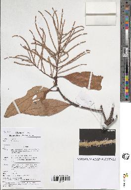 spécimen de Lithocarpus sp.
