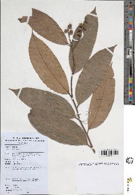spécimen de Lithocarpus sp.