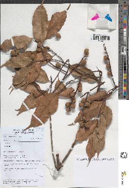 spécimen de Lithocarpus sp.