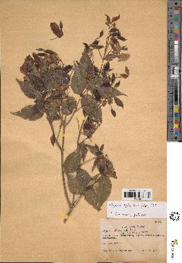 spécimen de Myrcia splendens