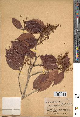 spécimen de Myrcia splendens
