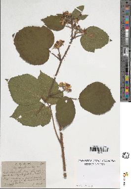 spécimen de Rubus distractus