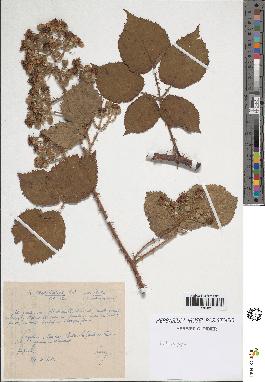 spécimen de Rubus sp.