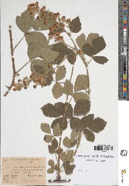 spécimen de Rubus sp.