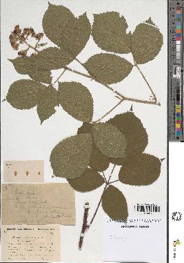 spécimen de Rubus sp.