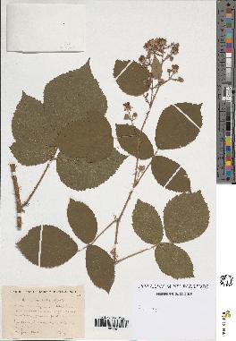 spécimen de Rubus sp.