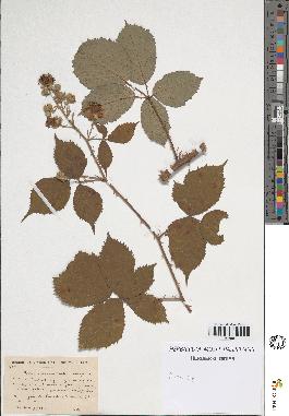 spécimen de Rubus sp.